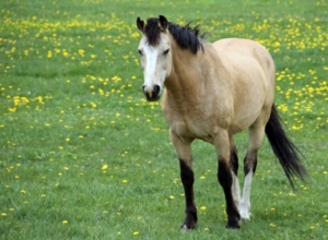 Horse in field Barleylands Equestrian Centre Billericay Essex