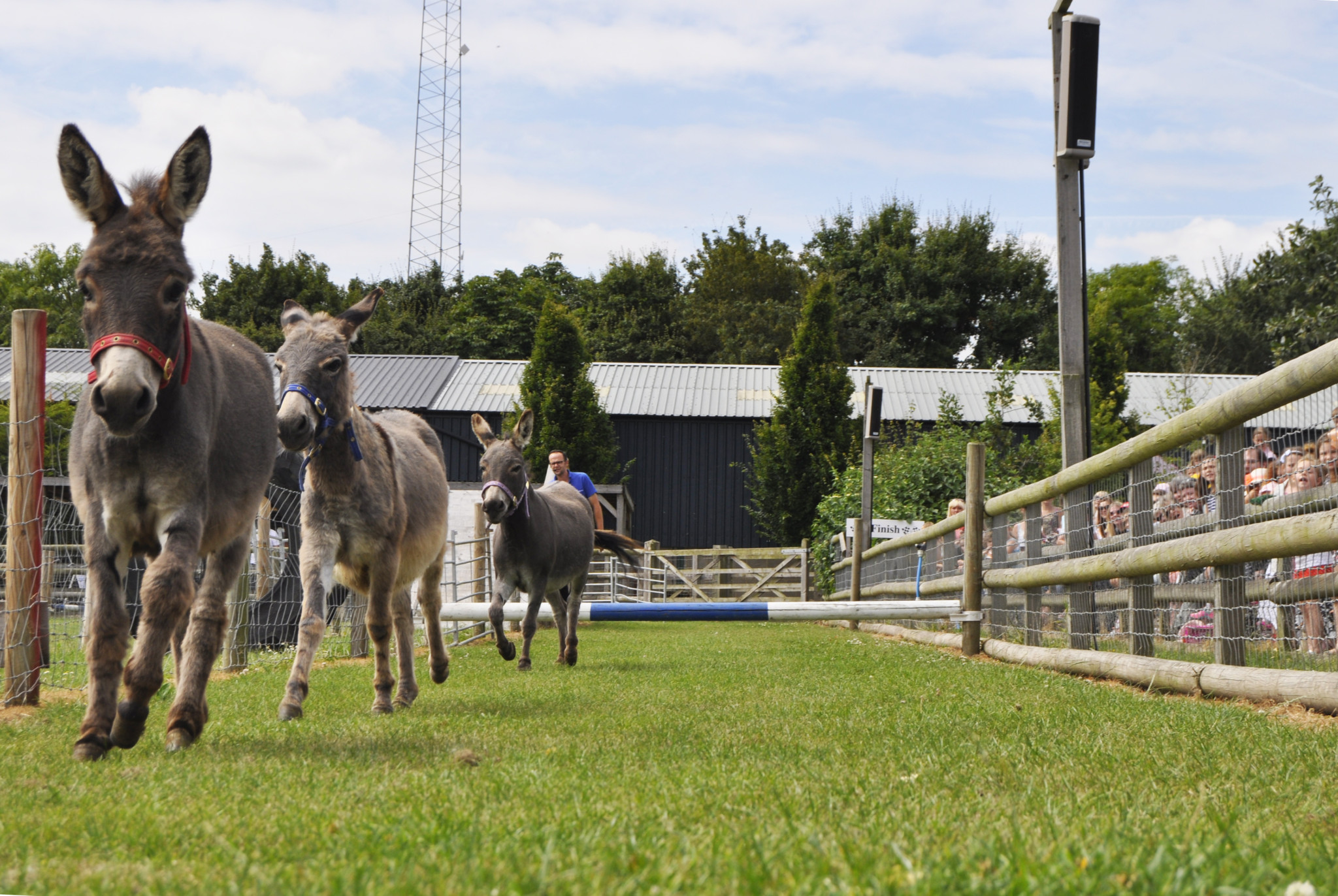Donkey Derby gallops back to Barleylands this summer! Barleylands