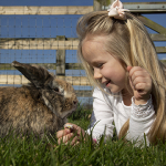 girl and a rabbit at barleylands farm park billericay essex