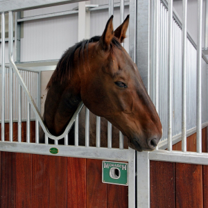 Horse in Barleylands Equestrian Centre Stables Essex