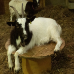 Goat at Barleylands Farm Park Essex