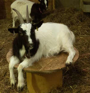 Goat at Barleylands Farm Park Essex
