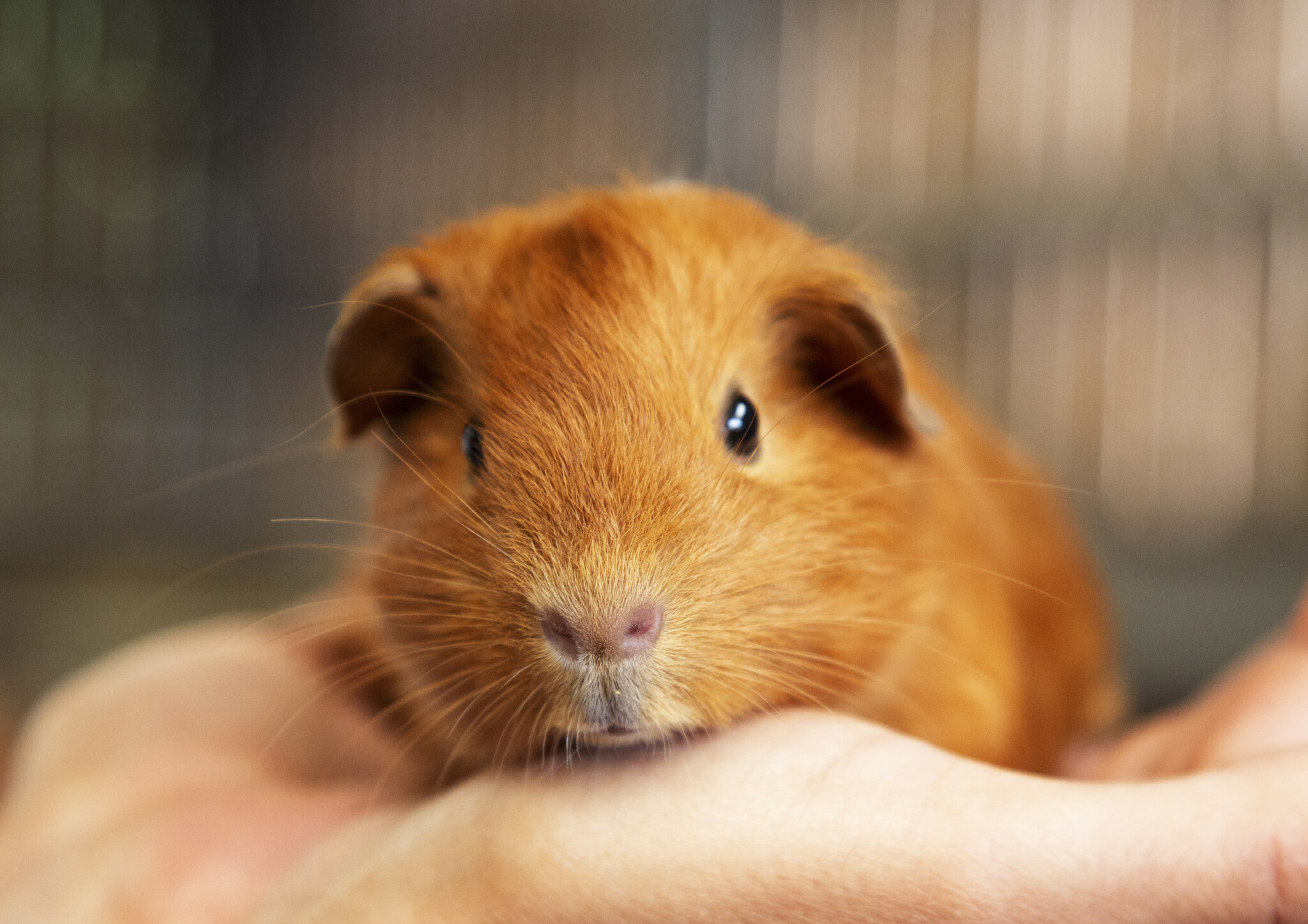 Image showcasing Guinea Pig Awareness Week - Barleylands