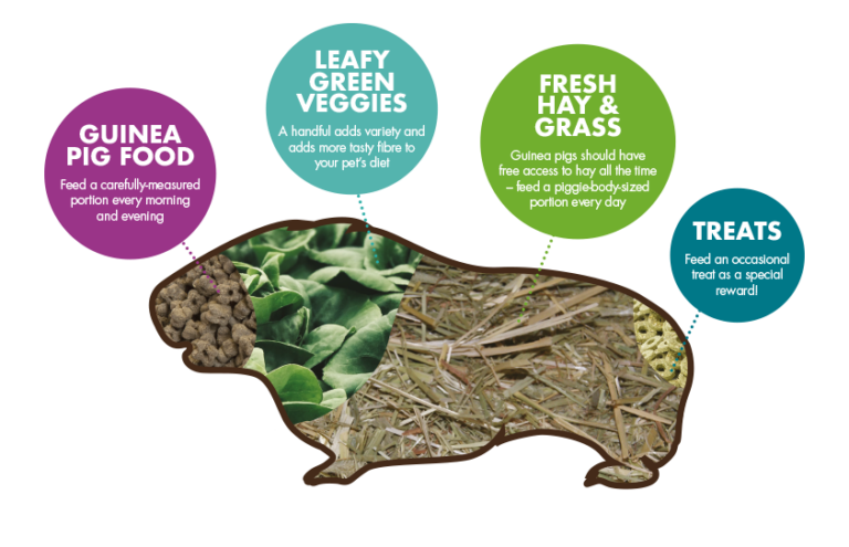 Guinea Pig Awareness Week - Barleylands - Guinea Pig Competitive Feeding Product Strategies
