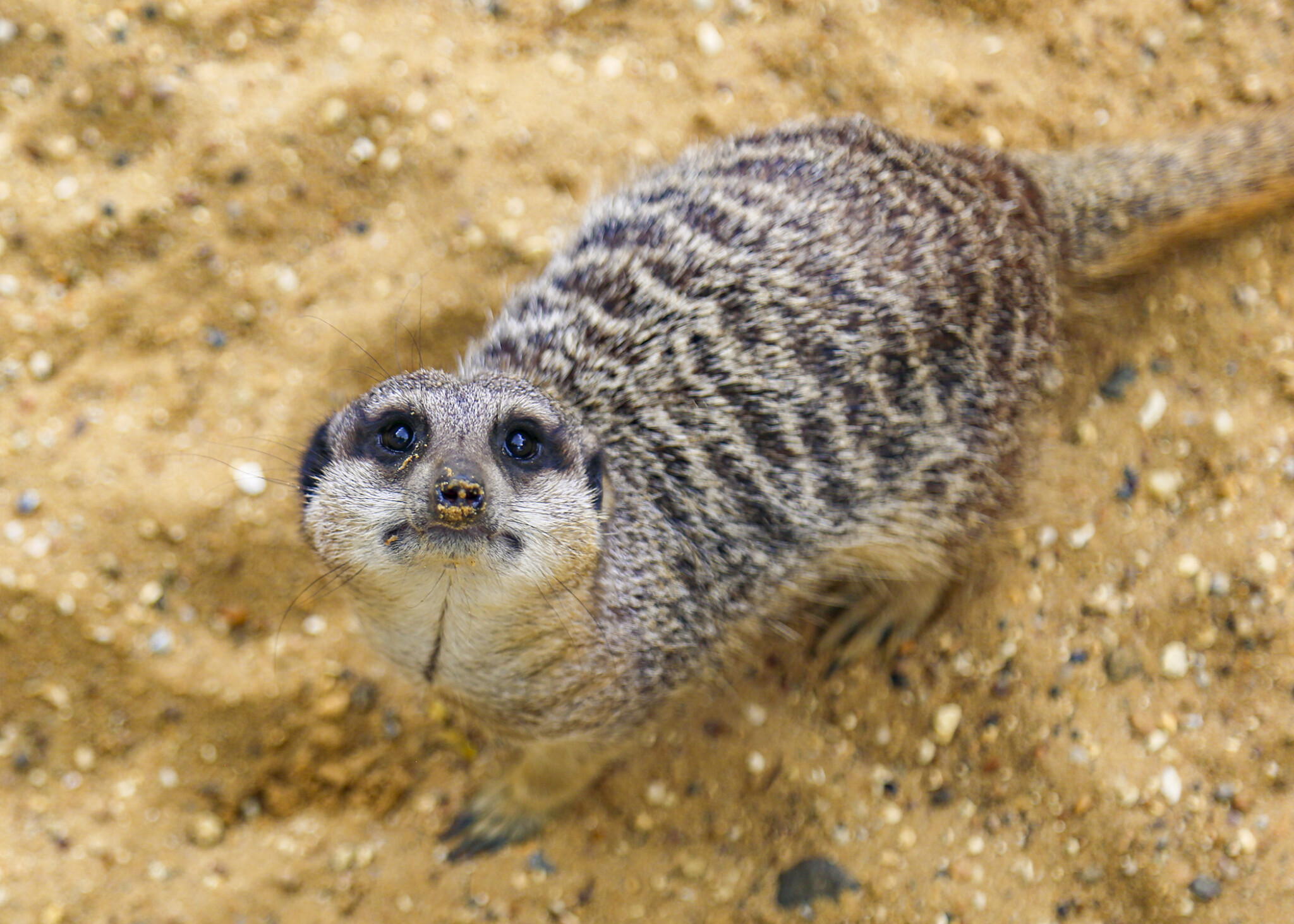 Animal Encounters Available Now! Barleylands