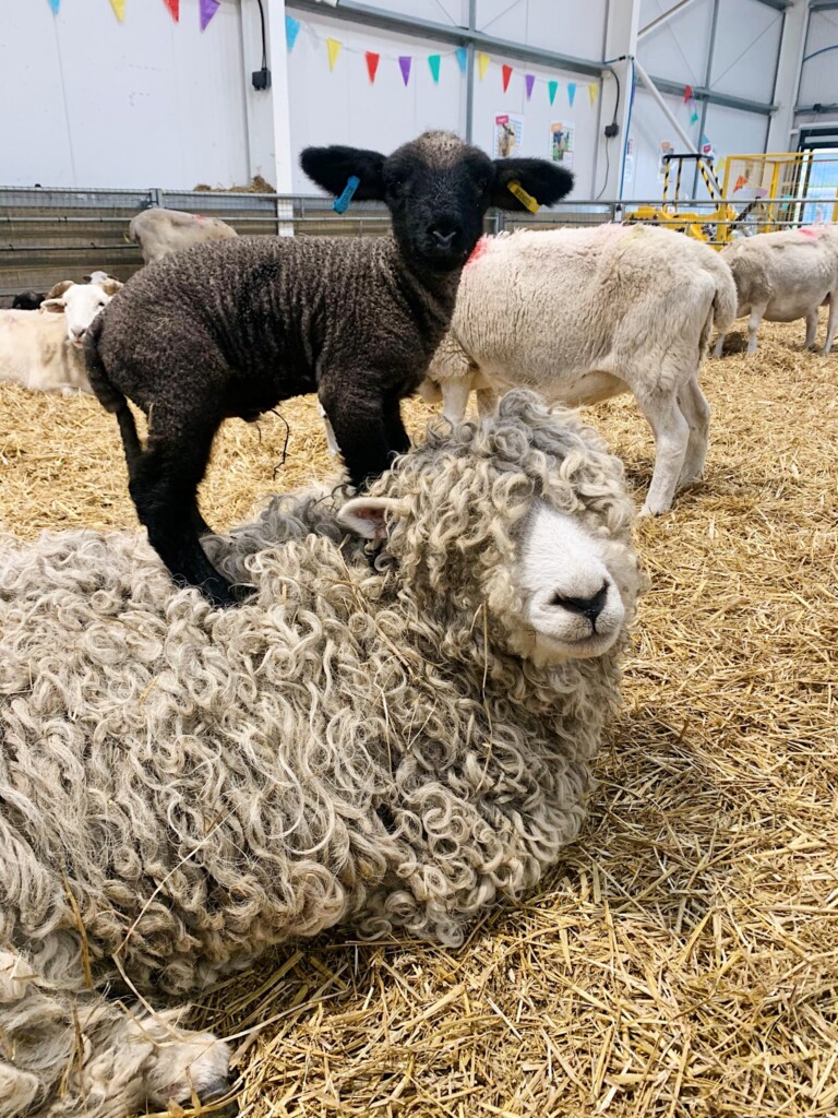 Sheep Size Comp All Sheeps and Sizes! - Barleylands