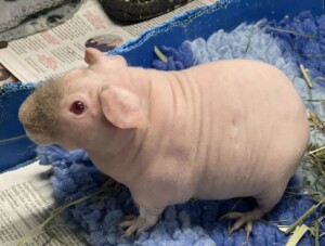 skinny pig 