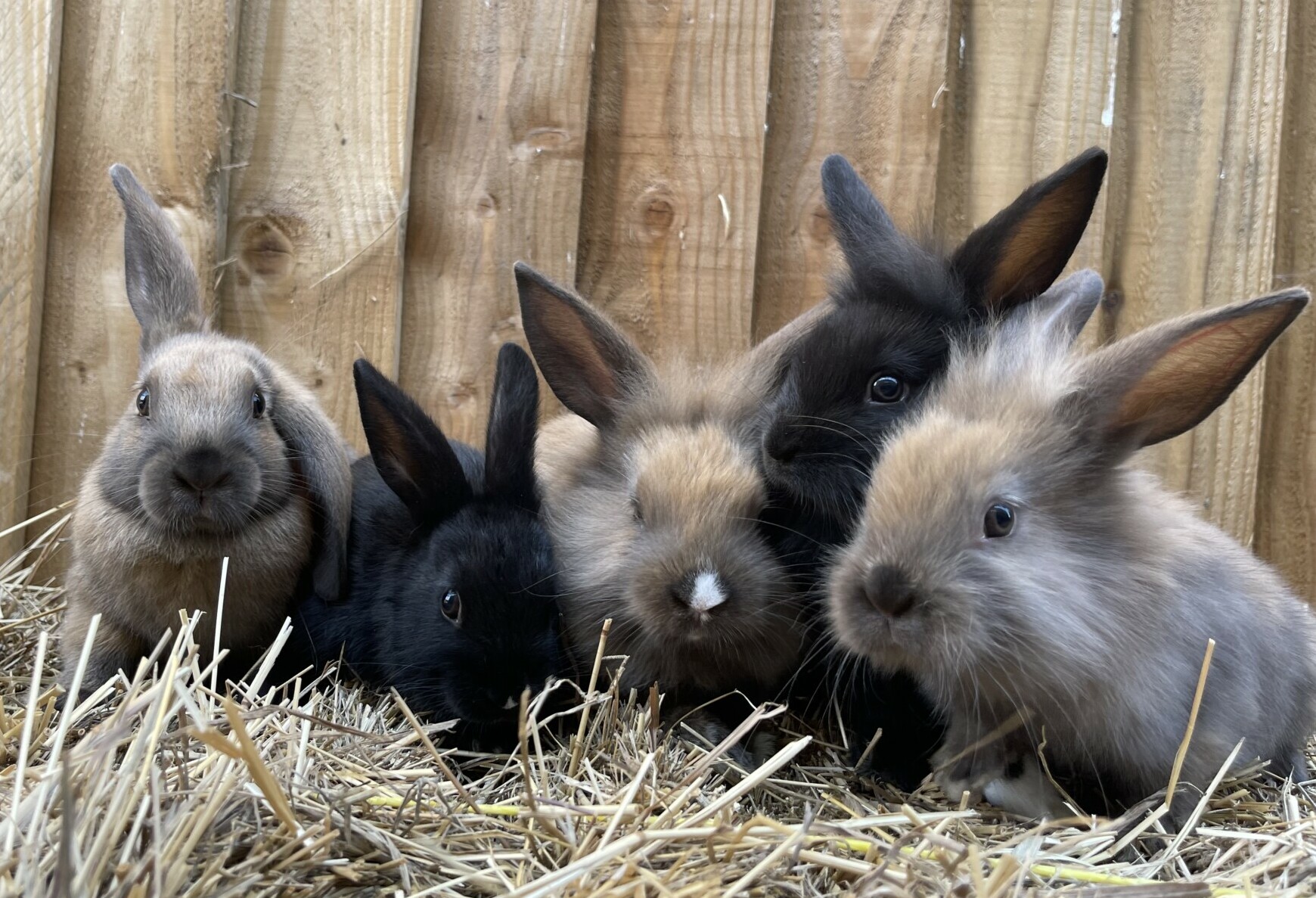 Tossimals Rabbit Things to do at Barleylands in 2023 - Barleylands