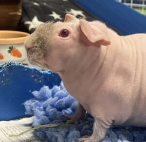 skinny pig 