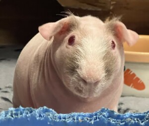 skinny pig 